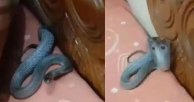 തലയിണക്കടിയിൽ വിഷ സർപ്പം; വൈറലായി ഭയപ്പെടുത്തുന്ന ദൃശ്യം – വിഡിയോ