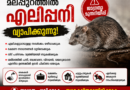 മലപ്പുറത്ത് എലിപ്പനി വ്യാപിക്കുന്നു; ജാഗ്രതാ മുന്നറിയിപ്പ്