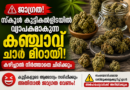 സ്കൂൾ കുട്ടികൾക്കിടയിൽ വ്യാപകമാകുന്ന കഞ്ചാവ് ചാറ് മിഠായി; കഴിച്ചാൽ നിർത്താതെ ചിരിക്കും സ്കൂൾ കുട്ടികൾക്കിടയിൽ വ്യാപകമാകുന്ന കഞ്ചാവ് ചാറ് മിഠായി; കഴിച്ചാൽ നിർത്താതെ ചിരിക്കും